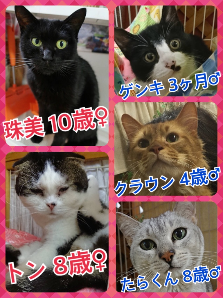 支援物資をいただきました💑いつも本当にありがとうございます🙇今日のニャンコキャスト🐱